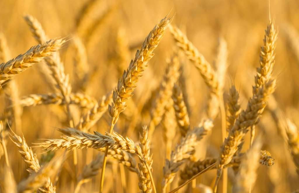Uvoz žitarica 15 puta veći od izvoza
