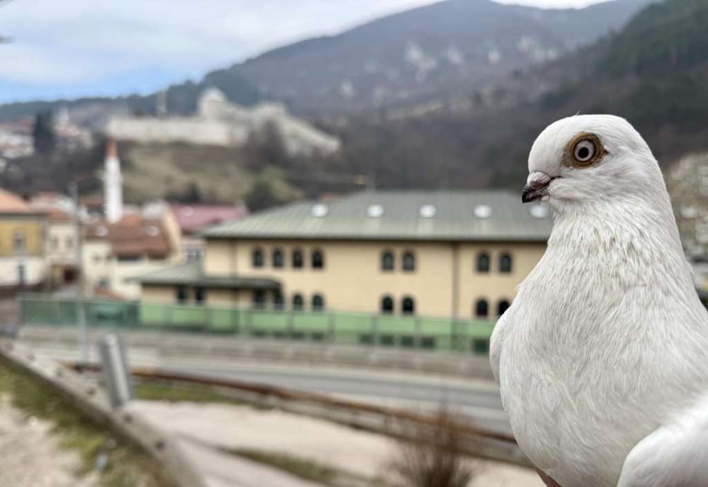 Stari dio grada u Travniku sastoji se od mnoštva ulica i sokaka u kojima je u prošlosti, skoro svaka druga kuća gajila golubove